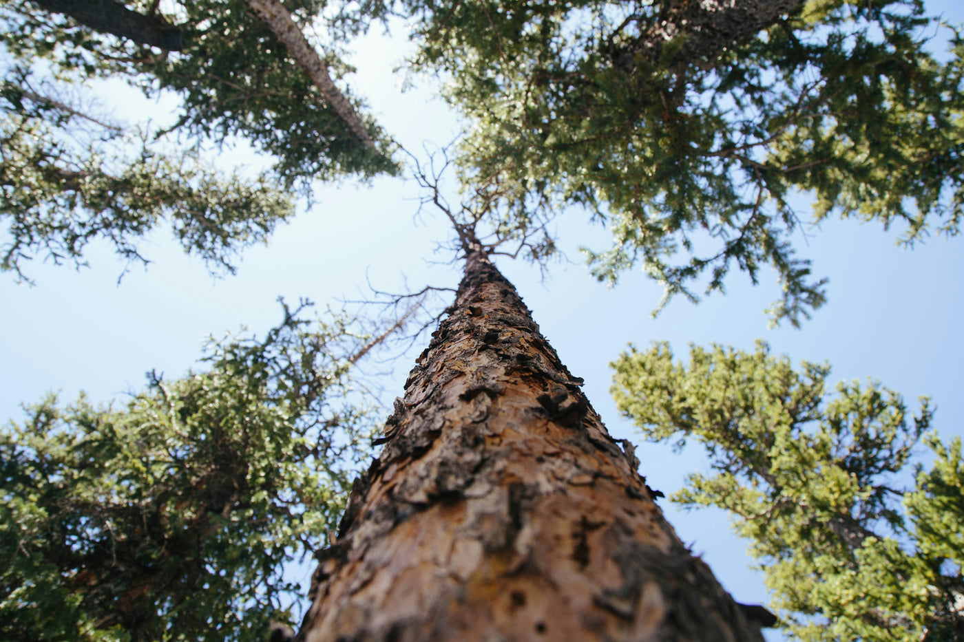 ACCENTE Sauberling Weniger Emissionen