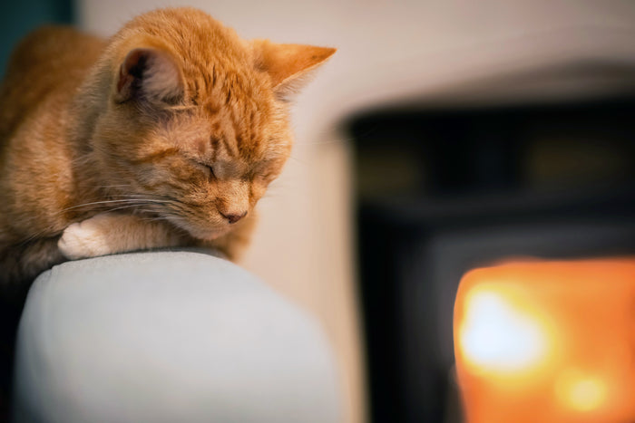 Katze schläft vor ACCENTE Kaminofen